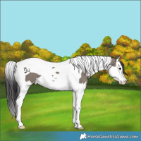 Horse Color:Smoky Grullo Sabino Splash Tobiano 