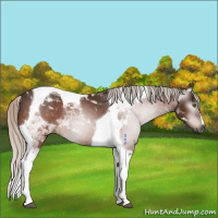 Horse Color:Gray Silver Bay Tobiano 