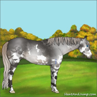 Horse Color:Gray Silver Black Splash 