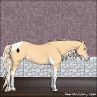 Horse Color:Palomino Dun Splash Tobiano 
