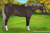 Horse Color:Gray Silver Brown 