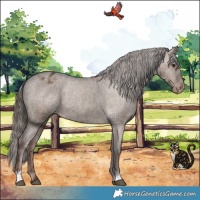 Horse Color:Liver Red Dun Appaloosa Brindle 