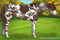 Horse Color:Liver Chestnut Tobiano