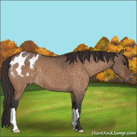 Horse Color:Brown Dun Appaloosa Brindle 