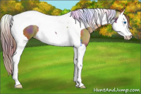 Horse Color:Gray Nacre Buckskin Pearl Splash Tobiano 
