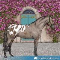 Horse Color:Liver Red Dun Appaloosa Brindle
