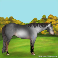 Horse Color:Gray Void Liver Chestnut 