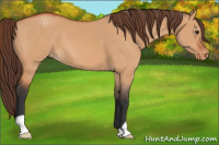 Horse Color:Bay Dun Appaloosa