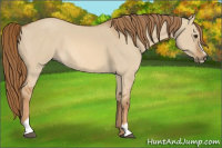 Horse Color:Red Dun Sabino