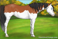 Horse Color:Bay Splash 