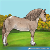 Horse Color:Red Dun Ice Tobiano 