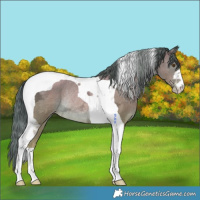 Horse Color:Black Ice Pearl Tobiano Rabicano 