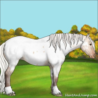 Horse Color:Silver Brown Dun Near Fewspot