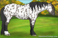 Horse Color:Grullo Appaloosa 