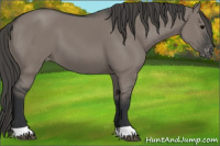 Horse Color:Grullo Appaloosa 