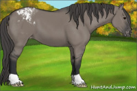 Horse Color:Grullo Blanket 