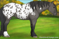 Horse Color:Grullo Appaloosa