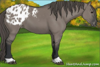 Horse Color:Grullo Appaloosa 