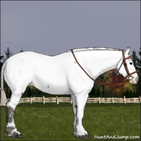 Horse Color:Silver Grullo Appaloosa 