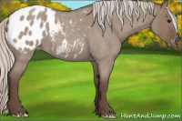 Horse Color:Silver Grullo Roan Appaloosa 