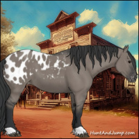 Horse Color:Grullo Appaloosa