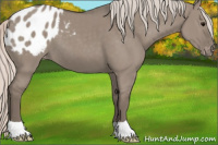 Horse Color:Silver Grullo Appaloosa