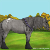 Horse Color:Grullo Appaloosa 
