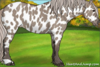 Horse Color:Silver Grullo Appaloosa 
