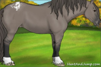 Horse Color:Grullo Appaloosa 