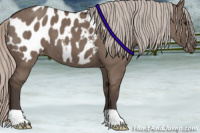 Horse Color:Silver Grullo Appaloosa 