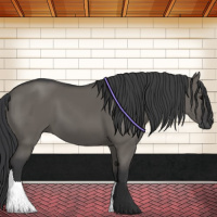 Horse Color:Grullo 