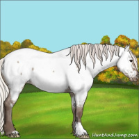 Horse Color:Silver Grullo Near Fewspot 