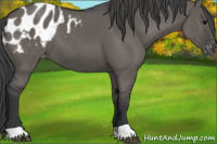 Horse Color:Grullo Appaloosa 