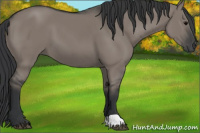 Horse Color:Grullo 
