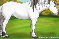 Horse Color:Brown Dun Appaloosa 