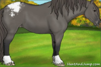 Horse Color:Grullo Appaloosa
