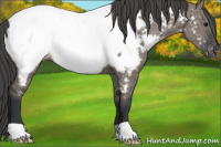Horse Color:Grullo Appaloosa 