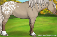 Horse Color:Silver Grullo Appaloosa 