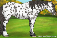 Horse Color:Grullo Appaloosa 