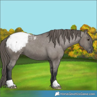 Horse Color:Grullo Appaloosa 