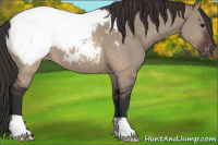 Horse Color:Brown Dun Appaloosa 