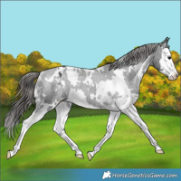 Horse Color:White Spotted Black Splash Varnish Rabicano 
