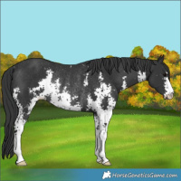 Horse Color:Black Sabino Rabicano 