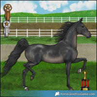 Horse Color:Platinum Black 
