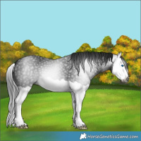 Horse Color:Gray Black Splash 