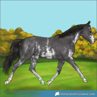 Horse Color:Smoky Black Sabino 