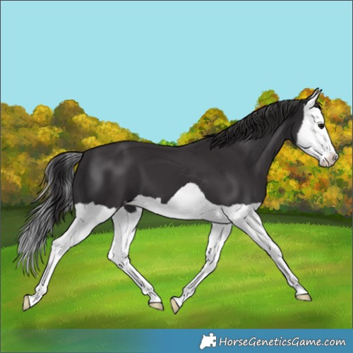 Horse Color:Smoky Black Splash 