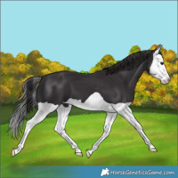 Horse Color:Smoky Black Splash