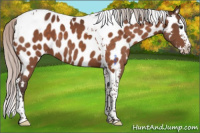Horse Color:Silver Brown Splash Tobiano Appaloosa 