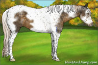 Horse Color:Chocolate Palomino Splash Tobiano Frame 